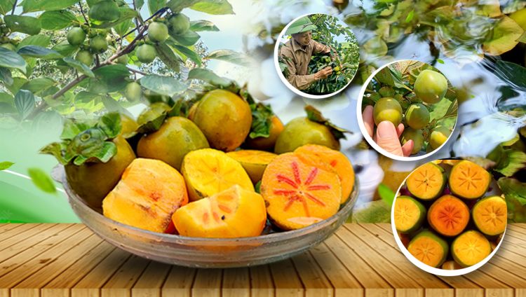 Hồng không hạt Yên Lập